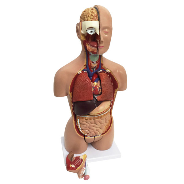 human torso model tabletop