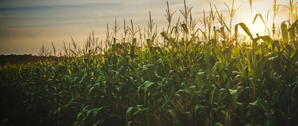 Agriculture